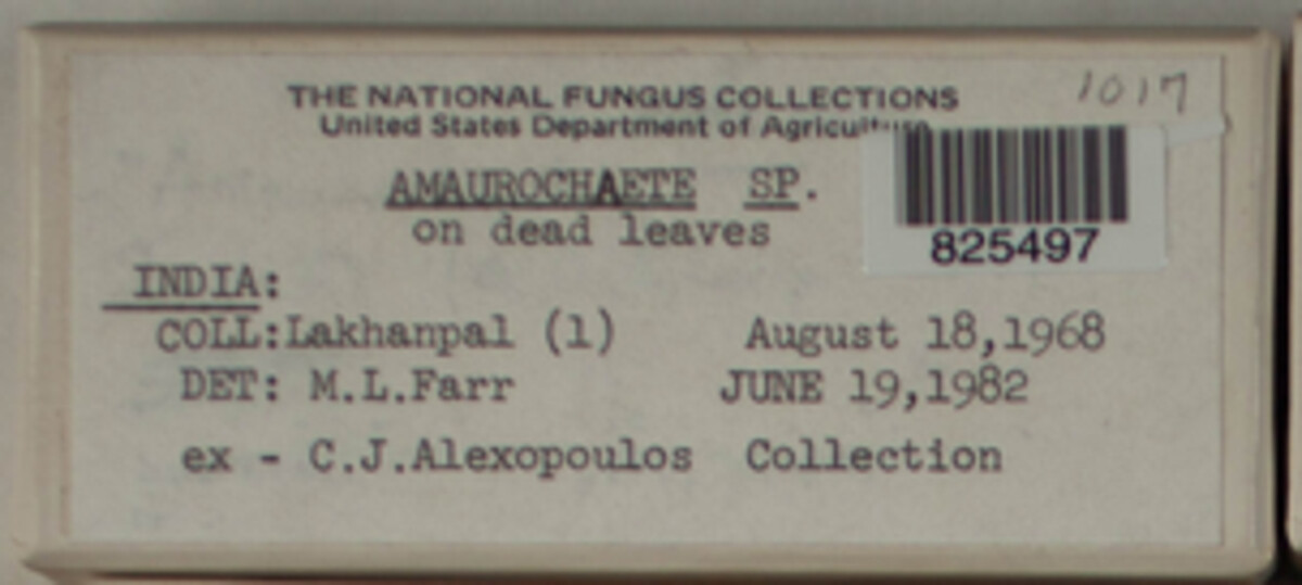 Amaurochaete image